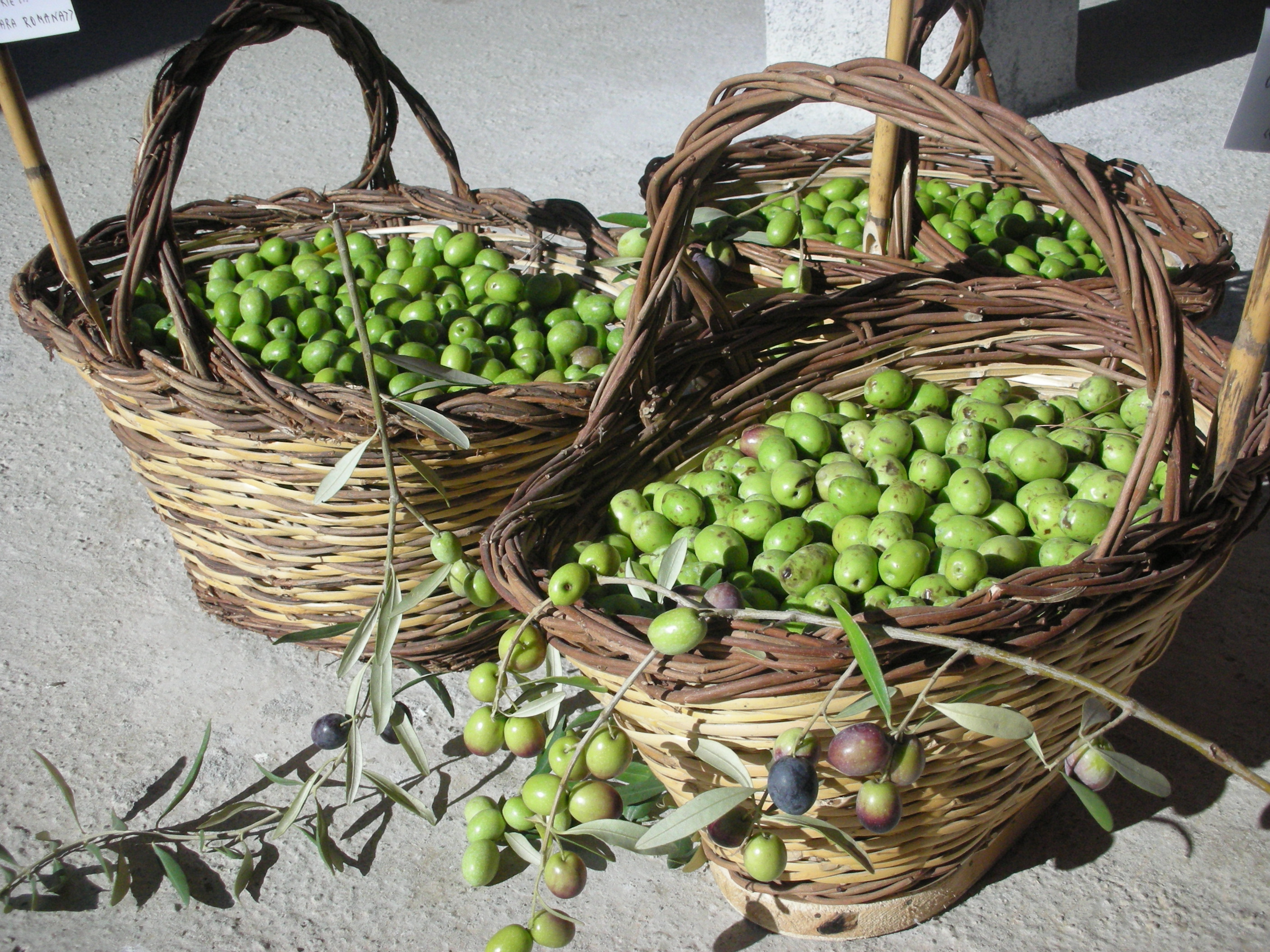 Oliven aus eigener Ernte